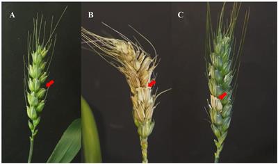 Selection of an Endophytic Streptomyces sp. Strain DEF09 From Wheat Roots as a Biocontrol Agent Against Fusarium graminearum